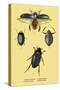 Beetles: Dytiscus Dimidiatus, Gyrinus Nalator-Sir William Jardine-Stretched Canvas