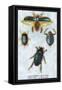 Beetles: Dytiscus Dimidiatus, Gyrinus Nalator-Sir William Jardine-Framed Stretched Canvas