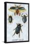 Beetles: Dytiscus Dimidiatus, Gyrinus Nalator-Sir William Jardine-Stretched Canvas