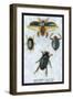Beetles: Dytiscus Dimidiatus, Gyrinus Nalator-Sir William Jardine-Framed Art Print