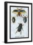 Beetles: Dytiscus Dimidiatus, Gyrinus Nalator-Sir William Jardine-Framed Art Print