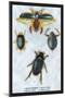 Beetles: Dytiscus Dimidiatus, Gyrinus Nalator-Sir William Jardine-Mounted Art Print