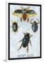 Beetles: Dytiscus Dimidiatus, Gyrinus Nalator-Sir William Jardine-Framed Art Print