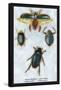 Beetles: Dytiscus Dimidiatus, Gyrinus Nalator-Sir William Jardine-Framed Stretched Canvas