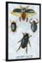 Beetles: Dytiscus Dimidiatus, Gyrinus Nalator-Sir William Jardine-Stretched Canvas