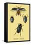 Beetles: Dytiscus Dimidiatus, Gyrinus Nalator-Sir William Jardine-Framed Stretched Canvas
