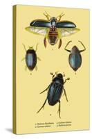 Beetles: Dytiscus Dimidiatus, Gyrinus Nalator-Sir William Jardine-Stretched Canvas