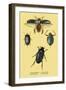 Beetles: Dytiscus Dimidiatus, Gyrinus Nalator-Sir William Jardine-Framed Art Print