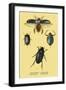 Beetles: Dytiscus Dimidiatus, Gyrinus Nalator-Sir William Jardine-Framed Art Print