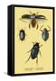 Beetles: Dytiscus Dimidiatus, Gyrinus Nalator-Sir William Jardine-Framed Stretched Canvas