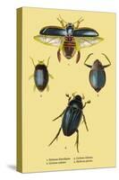 Beetles: Dytiscus Dimidiatus, Gyrinus Nalator-Sir William Jardine-Stretched Canvas