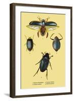 Beetles: Dytiscus Dimidiatus, Gyrinus Nalator-Sir William Jardine-Framed Art Print