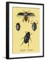 Beetles: Dytiscus Dimidiatus, Gyrinus Nalator-Sir William Jardine-Framed Art Print