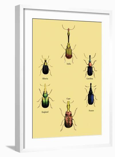 Beetles from Around the World-Sir William Jardine-Framed Art Print