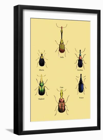 Beetles from Around the World-Sir William Jardine-Framed Art Print