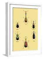 Beetles from Around the World-Sir William Jardine-Framed Art Print