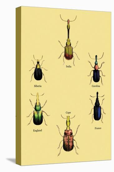 Beetles from Around the World-Sir William Jardine-Stretched Canvas