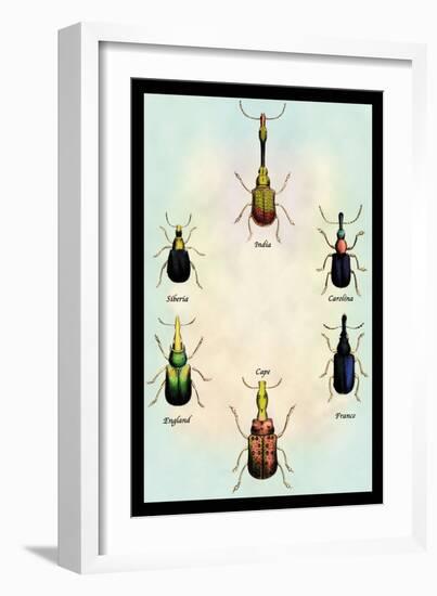 Beetles from Around the World-Sir William Jardine-Framed Art Print
