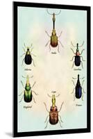 Beetles from Around the World-Sir William Jardine-Mounted Art Print