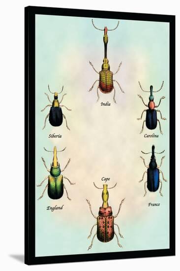 Beetles from Around the World-Sir William Jardine-Stretched Canvas