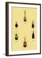 Beetles from Around the World-Sir William Jardine-Framed Art Print