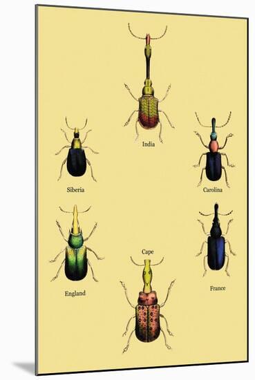 Beetles from Around the World-Sir William Jardine-Mounted Art Print