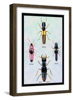 Beetles from Britain, Brazil, and North America-Sir William Jardine-Framed Art Print