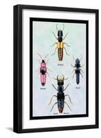 Beetles from Britain, Brazil, and North America-Sir William Jardine-Framed Art Print