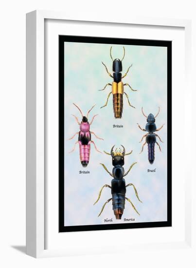 Beetles from Britain, Brazil, and North America-Sir William Jardine-Framed Art Print