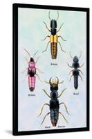 Beetles from Britain, Brazil, and North America-Sir William Jardine-Stretched Canvas