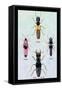 Beetles from Britain, Brazil, and North America-Sir William Jardine-Framed Stretched Canvas