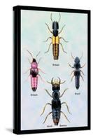 Beetles from Britain, Brazil, and North America-Sir William Jardine-Stretched Canvas