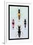 Beetles from Britain, Brazil, and North America-Sir William Jardine-Framed Art Print