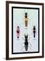 Beetles from Britain, Brazil, and North America-Sir William Jardine-Framed Art Print