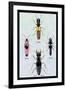 Beetles from Britain, Brazil, and North America-Sir William Jardine-Framed Art Print