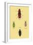 Beetles from North and South America and Spain-Sir William Jardine-Framed Art Print