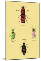 Beetles from North and South America and Spain-Sir William Jardine-Mounted Art Print