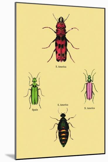 Beetles from North and South America and Spain-Sir William Jardine-Mounted Art Print