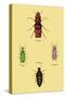 Beetles from North and South America and Spain-Sir William Jardine-Stretched Canvas