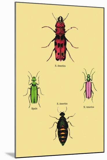 Beetles from North and South America and Spain-Sir William Jardine-Mounted Art Print