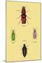 Beetles from North and South America and Spain-Sir William Jardine-Mounted Art Print