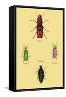 Beetles from North and South America and Spain-Sir William Jardine-Framed Stretched Canvas