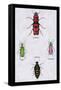 Beetles from North and South America and Spain-Sir William Jardine-Framed Stretched Canvas