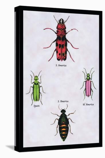 Beetles from North and South America and Spain-Sir William Jardine-Stretched Canvas