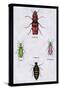 Beetles from North and South America and Spain-Sir William Jardine-Stretched Canvas