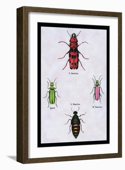 Beetles from North and South America and Spain-Sir William Jardine-Framed Art Print