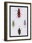 Beetles from North and South America and Spain-Sir William Jardine-Framed Art Print