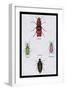 Beetles from North and South America and Spain-Sir William Jardine-Framed Art Print