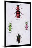 Beetles from North and South America and Spain-Sir William Jardine-Mounted Art Print