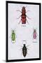 Beetles from North and South America and Spain-Sir William Jardine-Mounted Art Print